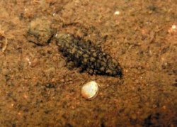 ヘイケボタル幼虫