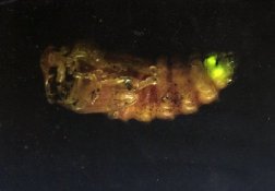 ヘイケボタル蛹