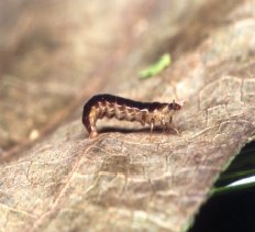 カタモンミナミボタル幼虫