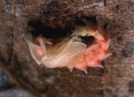 クロマドボタル蛹