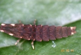 オオマドボタル幼虫