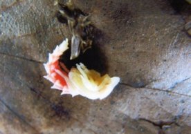 オオマドボタル蛹